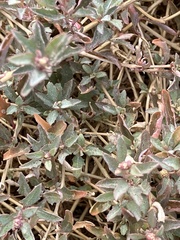 Atriplex semibaccata