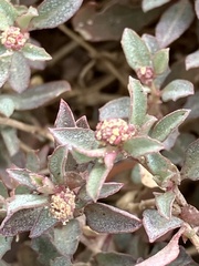 Atriplex semibaccata
