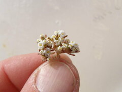 Linanthus maculatus emaculatus