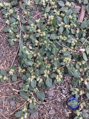 Alternanthera pungens