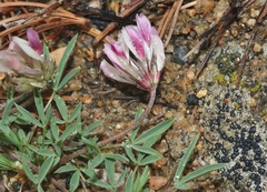 Trifolium dasyphyllum