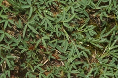 Trifolium dasyphyllum