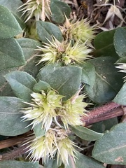 Alternanthera pungens