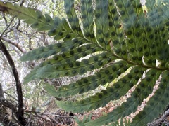 Polypodium pellucidum