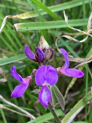 Desmodium intortum