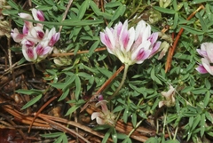 Trifolium dasyphyllum