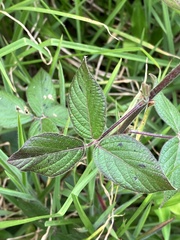 Desmodium intortum