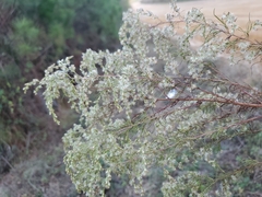Eupatorium compositifolium