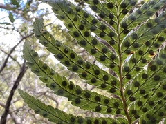 Polypodium pellucidum