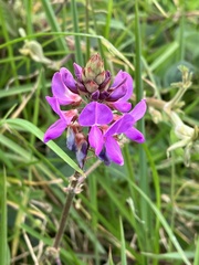 Desmodium intortum
