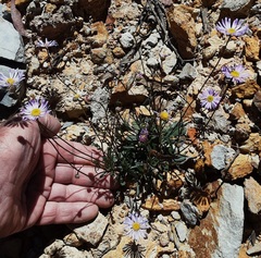 Brachyscome spathulata