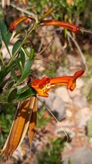 Tecoma fulva garrocha