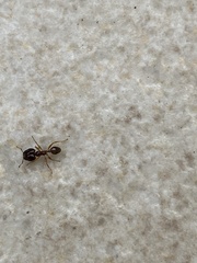 Pheidole megacephala