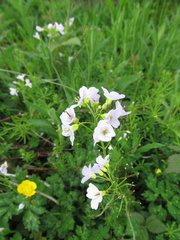 Cardamine pratensis