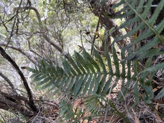 Polypodium pellucidum