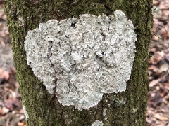 Cryptothecia striata