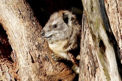 Dendrohyrax arboreus