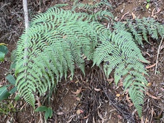 Dryopteris sandwicensis