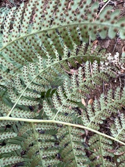 Dryopteris sandwicensis