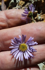 Brachyscome spathulata