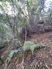 Dryopteris sandwicensis