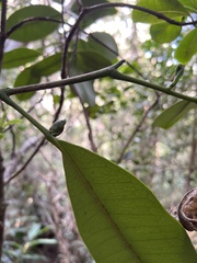 Zanthoxylum dipetalum