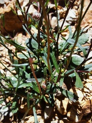 Brachyscome spathulata