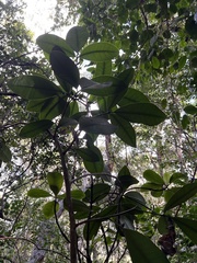 Zanthoxylum dipetalum