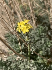 Descurainia bourgaeana image