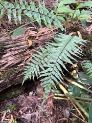Asplenium contiguum