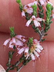 Erica inaequalis