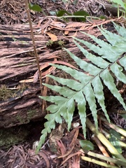 Asplenium contiguum