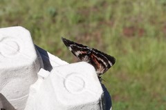 Catocala grotiana