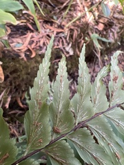 Asplenium contiguum