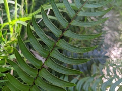 Pellaea falcata