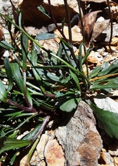 Brachyscome spathulata