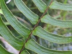 Pellaea falcata