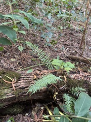 Asplenium contiguum