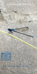 Argia oculata