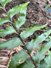 Asplenium contiguum