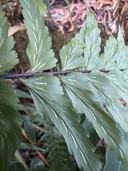 Asplenium contiguum