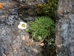 Saxifraga cespitosa