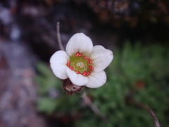 Saxifraga cespitosa