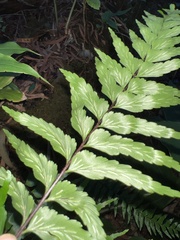 Asplenium contiguum
