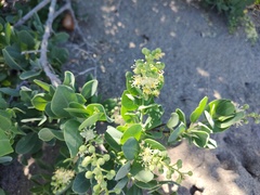 Stegnosperma halimifolium