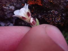 Saxifraga cespitosa