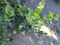 Stegnosperma halimifolium