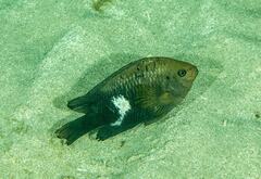 Neoglyphidodon polyacanthus