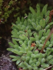 Saxifraga cespitosa
