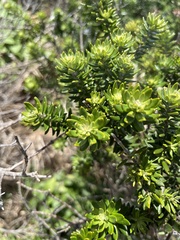 Westringia fruticosa